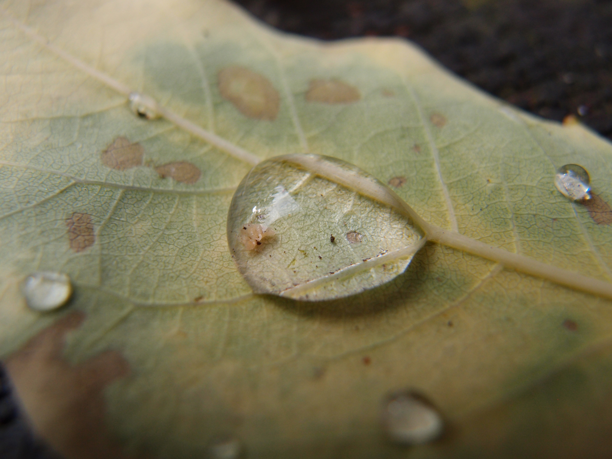 2019-09-18 Tropfen auf Blatt